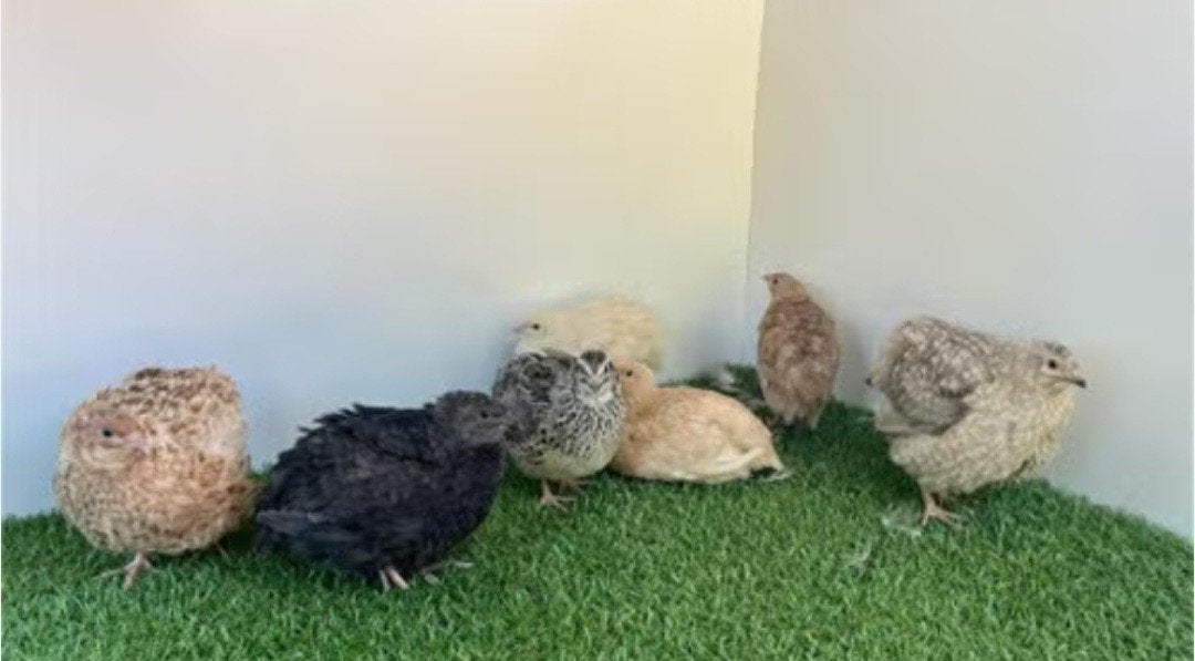 Japanse kwartels, mooi groot formaat, Meerdere dieren, Overige soorten