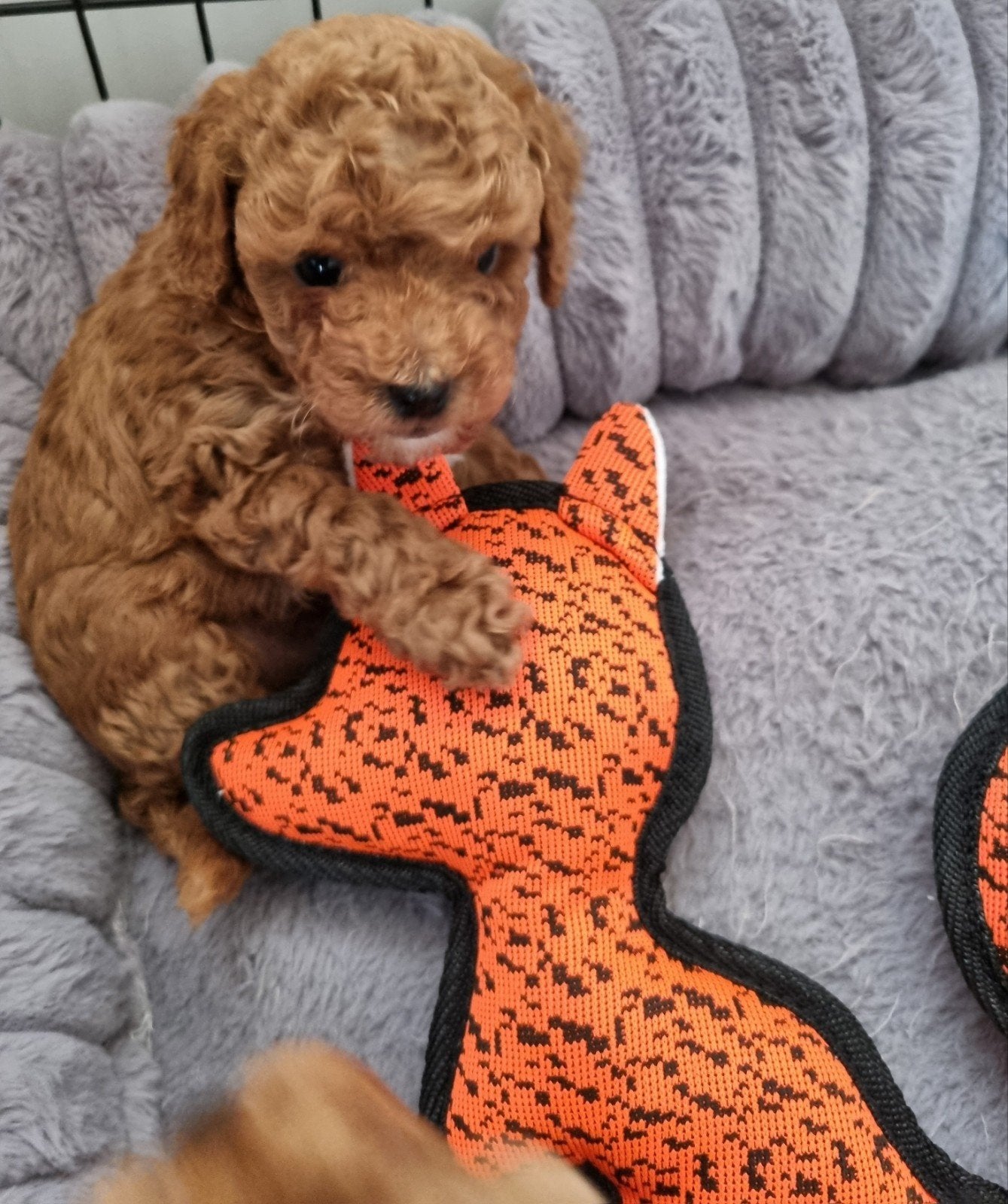 Prachtige Toy poedel pups, Poedel, Parvo, 8 tot 15 weken, Meerdere