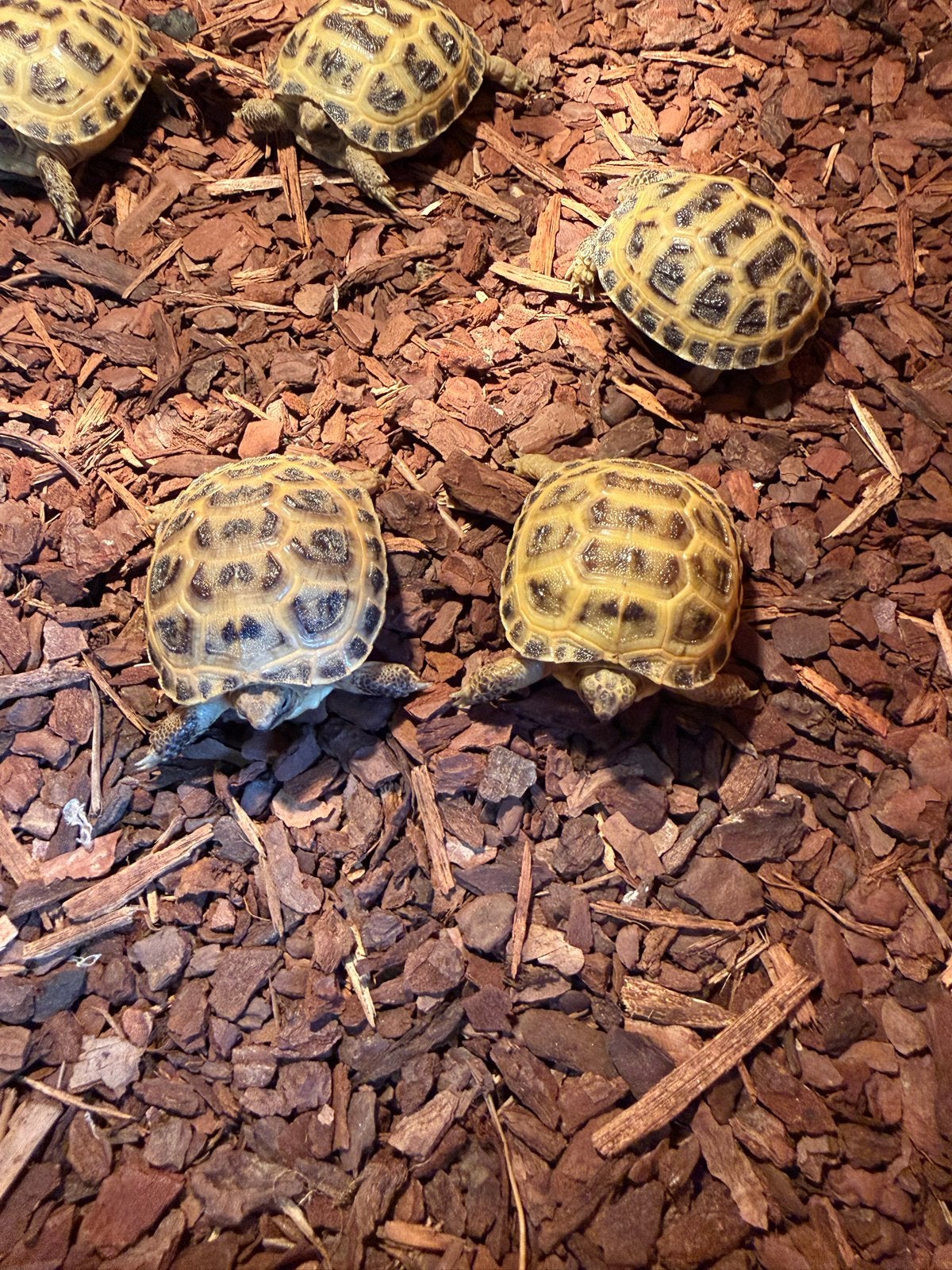 Jonge russische 4 teen schildpad testudo horsfieldii Tortoise photo 2