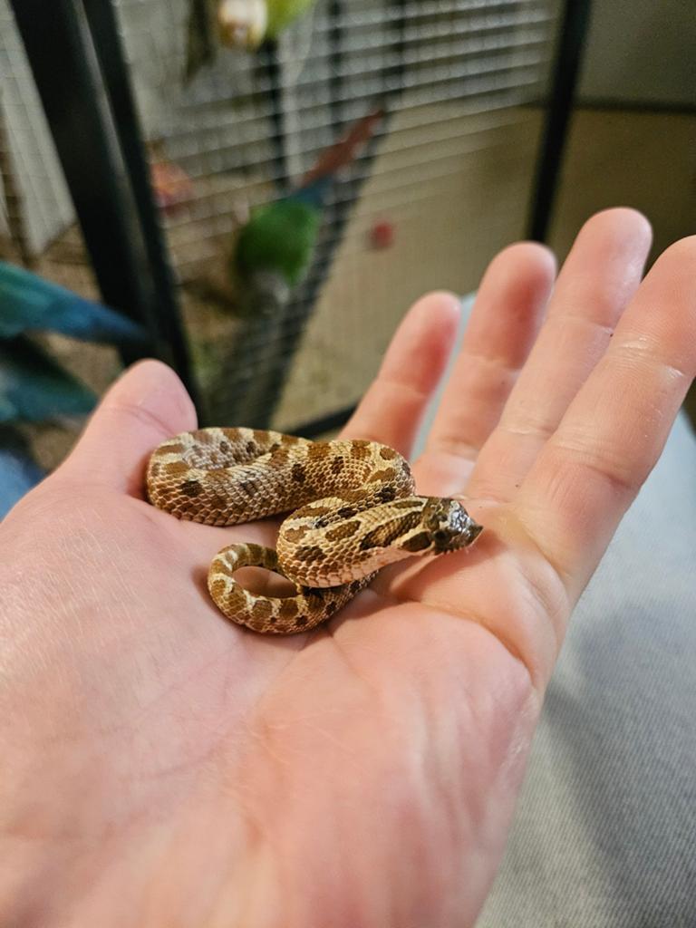 Haakneusslang man Green Tree Python - male for sale from KM