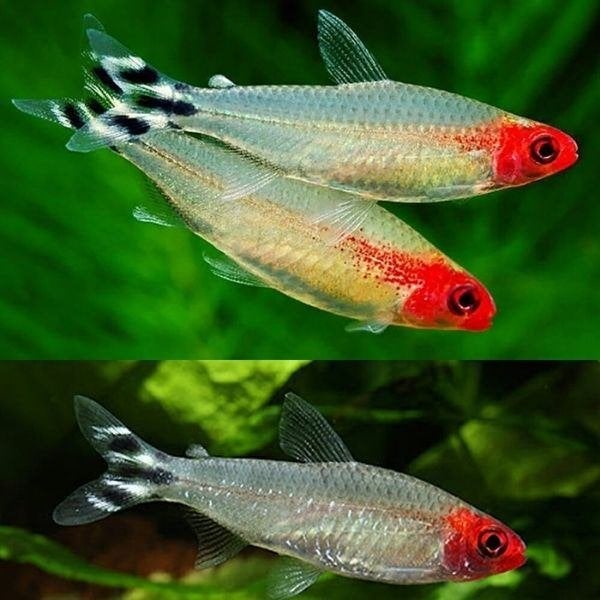 3x roodkopzalm 3 cm gaan samen weg, Vis, Zoetwatervis, Schoolvis
