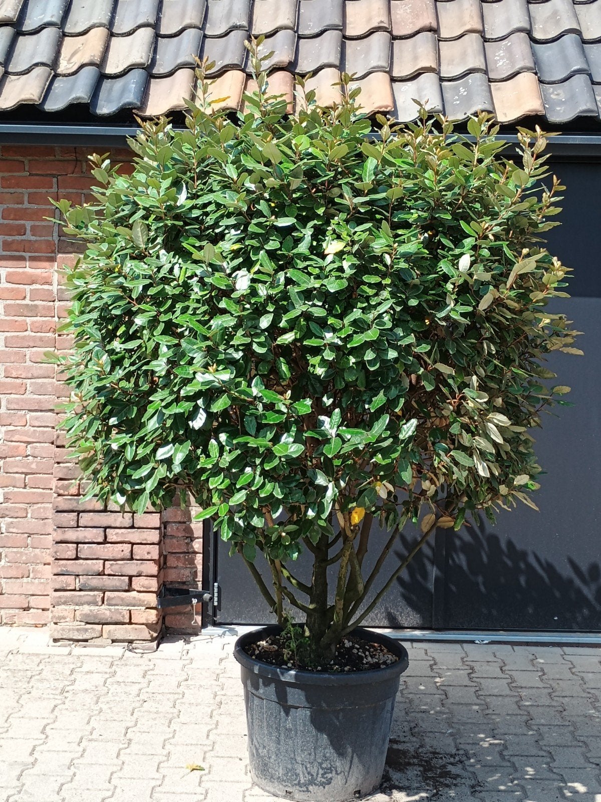 Elaeagnus ebbingei bol - Olijfwilg op stam, Volle zon, Vaste plant, Herfst, Ophalen