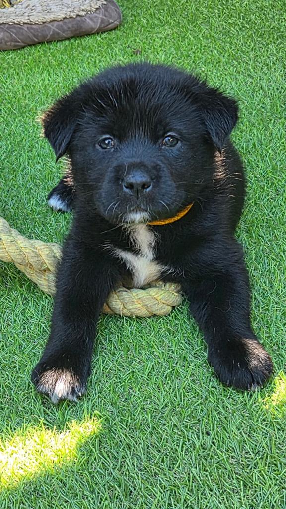 Labrakita pups (Labrador x akita inu), Dieren en Toebehoren, Honden | Retrievers, Spaniëls en Waterhonden, HCC (leverziekte), 8 tot 15 weken