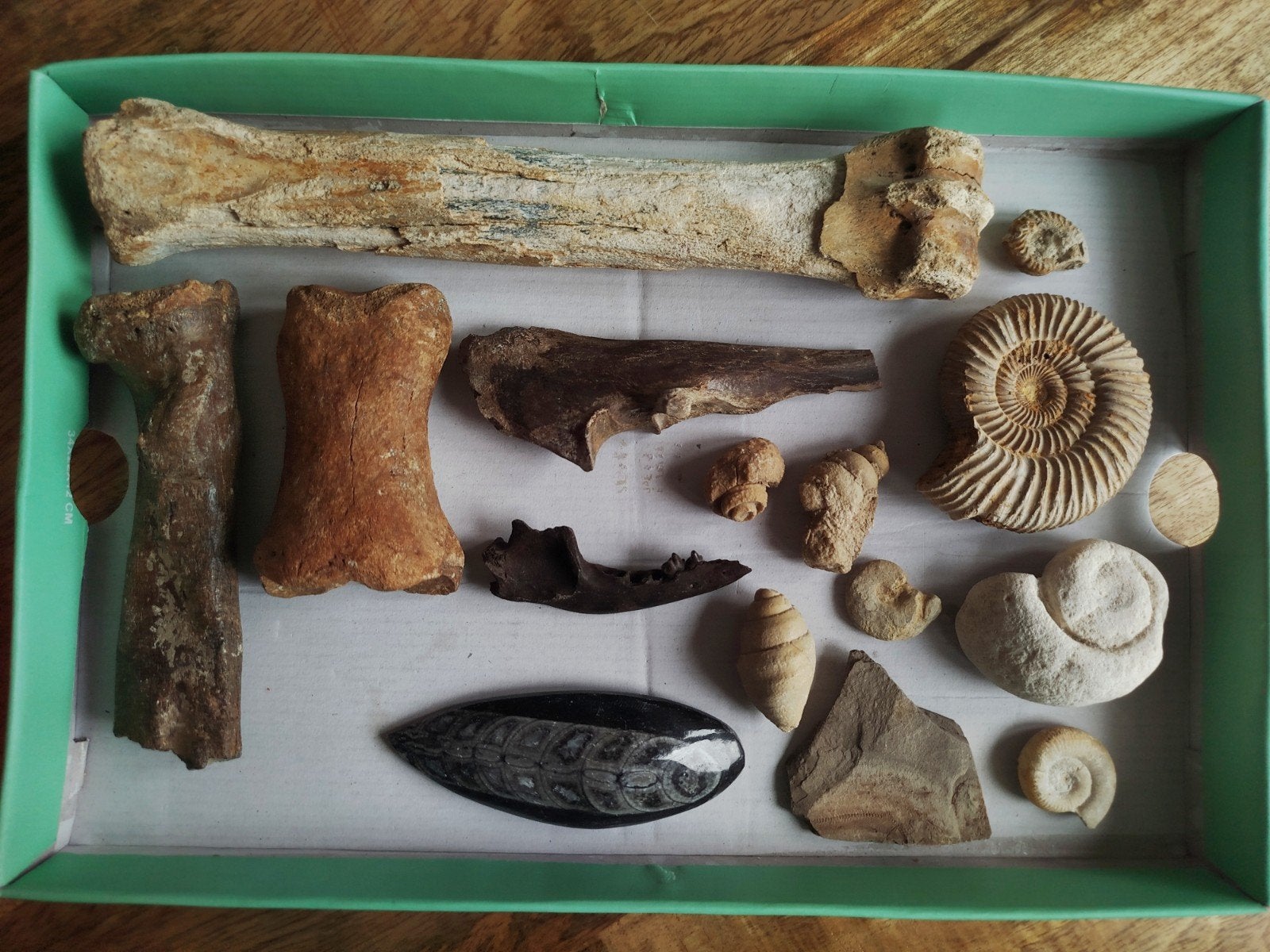Diverse collectie fossielen, Verzamelen, Mineralen en Fossielen, Ophalen of Verzenden, Fossiel