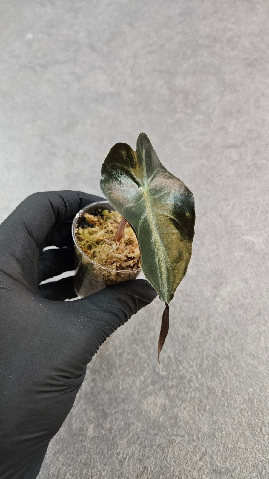Alocasia Venom, Ophalen of Verzenden