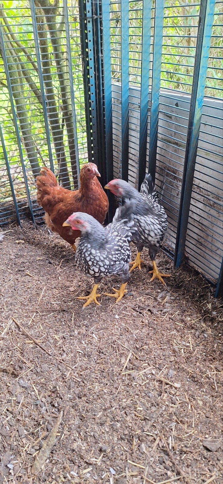 Wyandotte kriel hanen, Dieren en Toebehoren, Pluimvee, Mannelijk, Kip