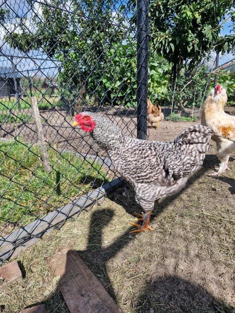 Mooie koekoekkleurige haan – Amrock/Plymouth Rock type, Dieren en Toebehoren, Pluimvee, Mannelijk, Kip