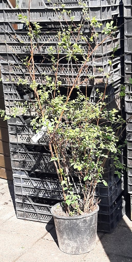 Vanaf 1/10 Spiraea vanhouttei en Spireae cinera Grefsheim, Ophalen, Overige soorten, Struik, 100 tot 250 cm