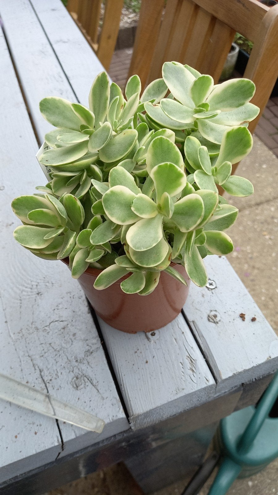 Crassula., Ophalen, Overige soorten, Volle zon