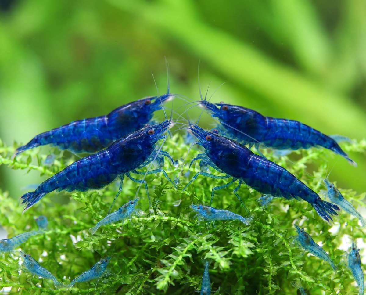200+ Neocaridina shrimp garnaal blauw, Dieren en Toebehoren, Kreeft, Krab of Garnaal