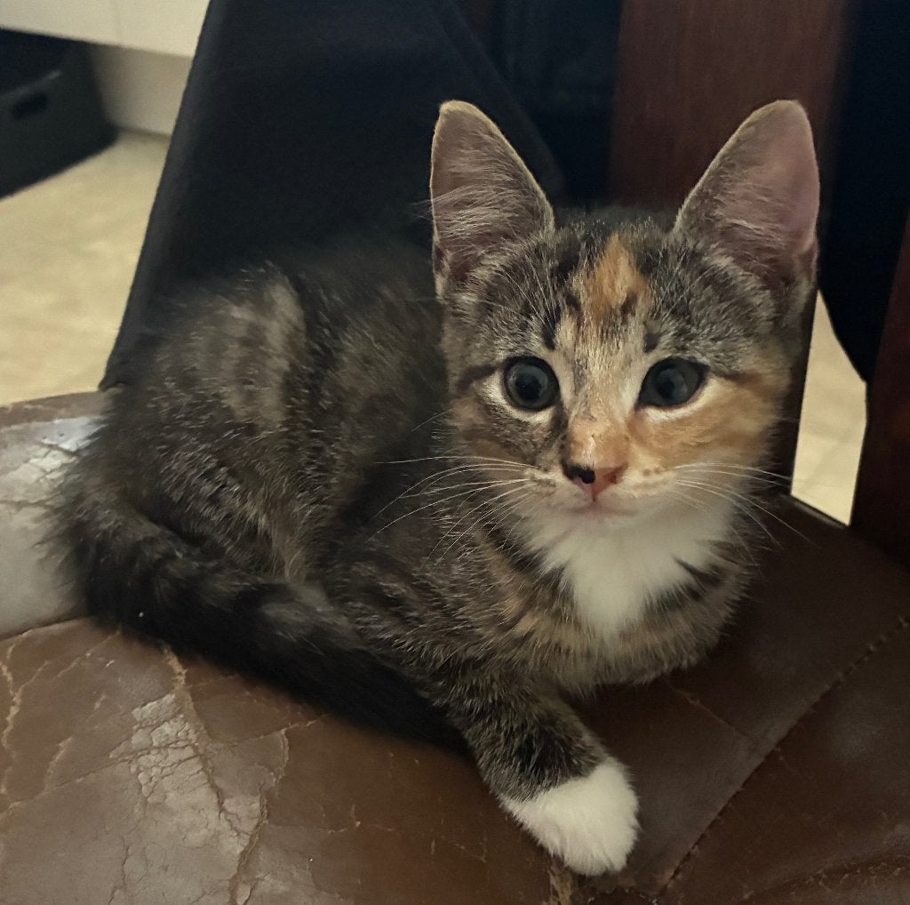 Lieve, aanhankelijke, speelse en sociale kittens te koop, Dieren en Toebehoren, Katten en Kittens | Overige Katten, Meerdere dieren