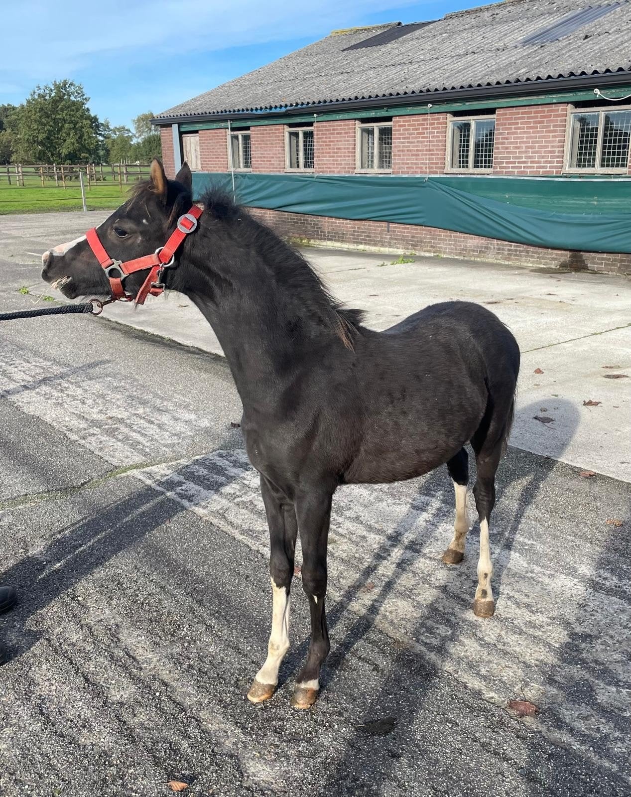 Zeer grappige & lieve pony !!!, Merrie, C pony (1.27m tot 1.37m), Met stamboom, 0 tot 2 jaar