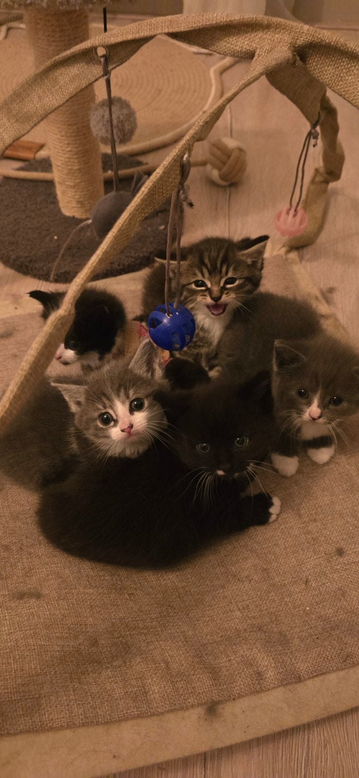 Kittens zoeken nieuw thuis., Kater