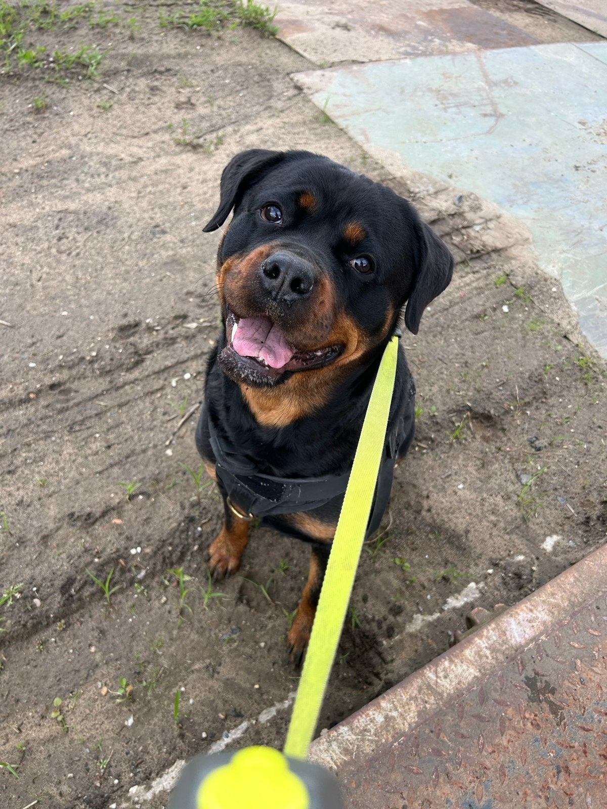 Rottweiler Teef 4 jaar, Dieren en Toebehoren, Parvo, Overige rassen, Teef, Eén hond