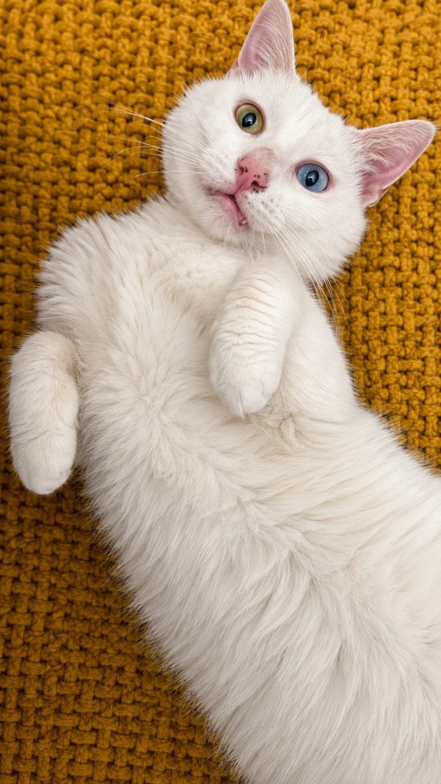 zuzu een prachtige odd eye kater van 3 jaar, Dieren en Toebehoren, Kater, Kortharig, 3 tot 5 jaar