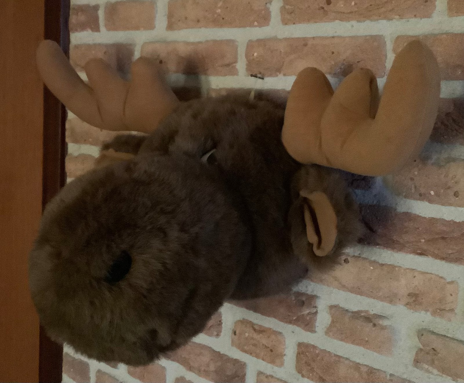 Wanddecoratie KNUFFEL ELAND VOOR AAN DE MUUR, eland hoofd, Overige materialen, Overige stijlen, Nieuw, Ophalen of Verzenden