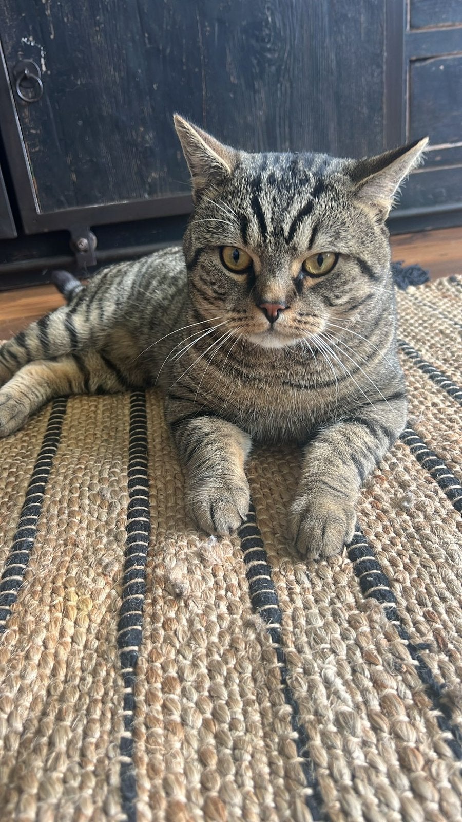 Lief Kruising kat, Kater