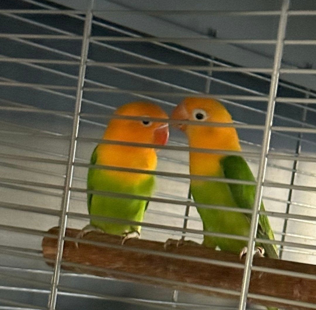 uniek!!!! 100% orange face fischeri opaline kweekkoppel, Meerdere dieren, Dwergpapegaai of Agapornis, Geringd