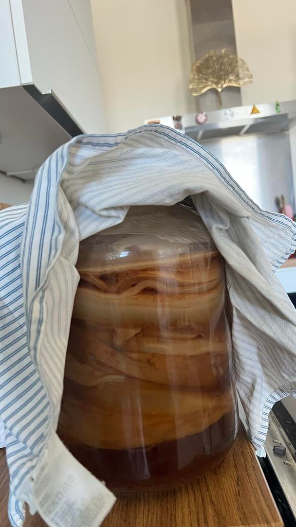Kombucha SCOBY (gewend aan oolongthee & rietsuiker), Diversen, Ophalen