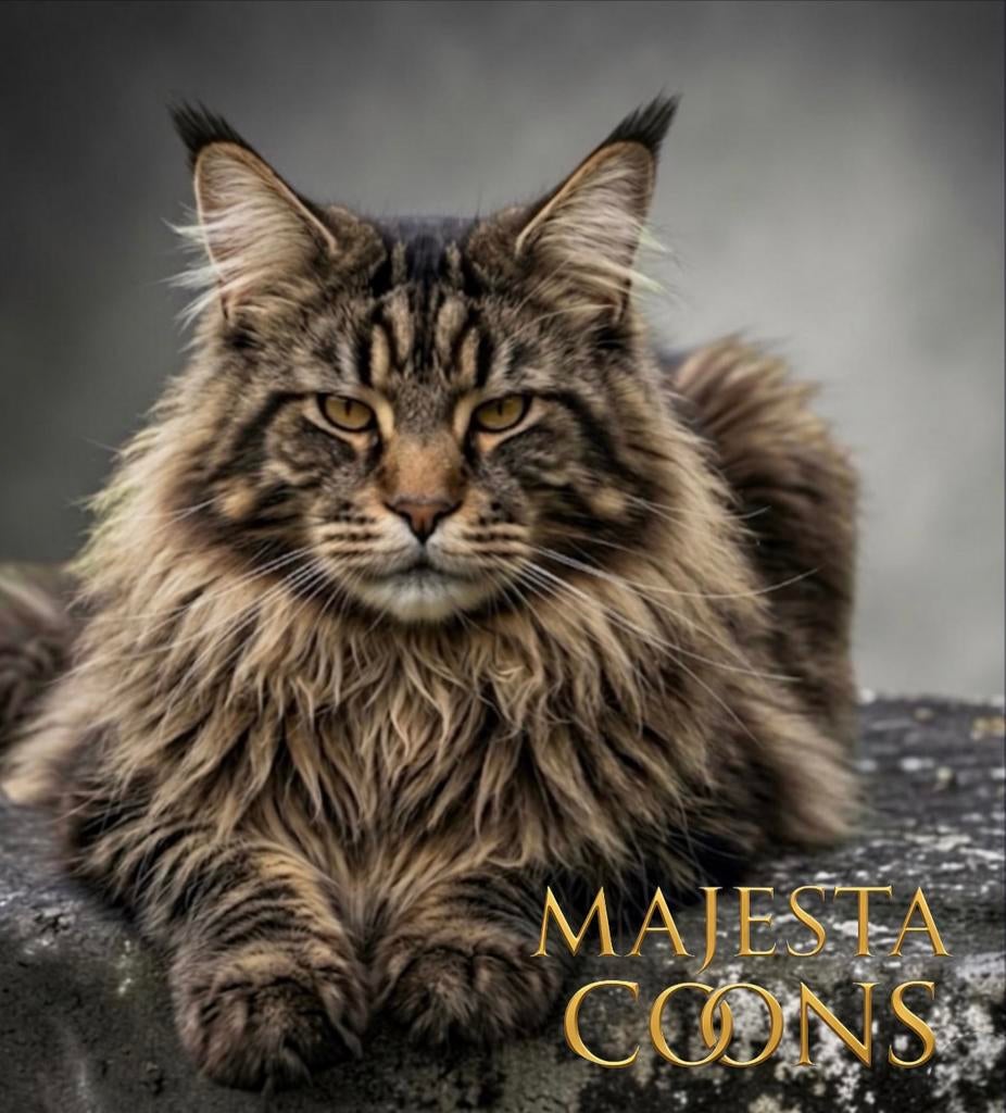 🌐🥇Mowgli🥇🌐 Maine Coon Dekkater, 0 tot 2 jaar