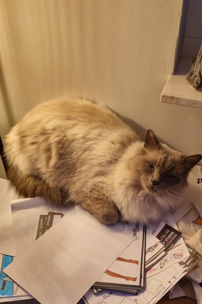 Ragdoll zoekt fijn nieuw huisje, Dieren en Toebehoren, Katten en Kittens | Raskatten | Langhaar, Kater, Gechipt, 3 tot 5 jaar