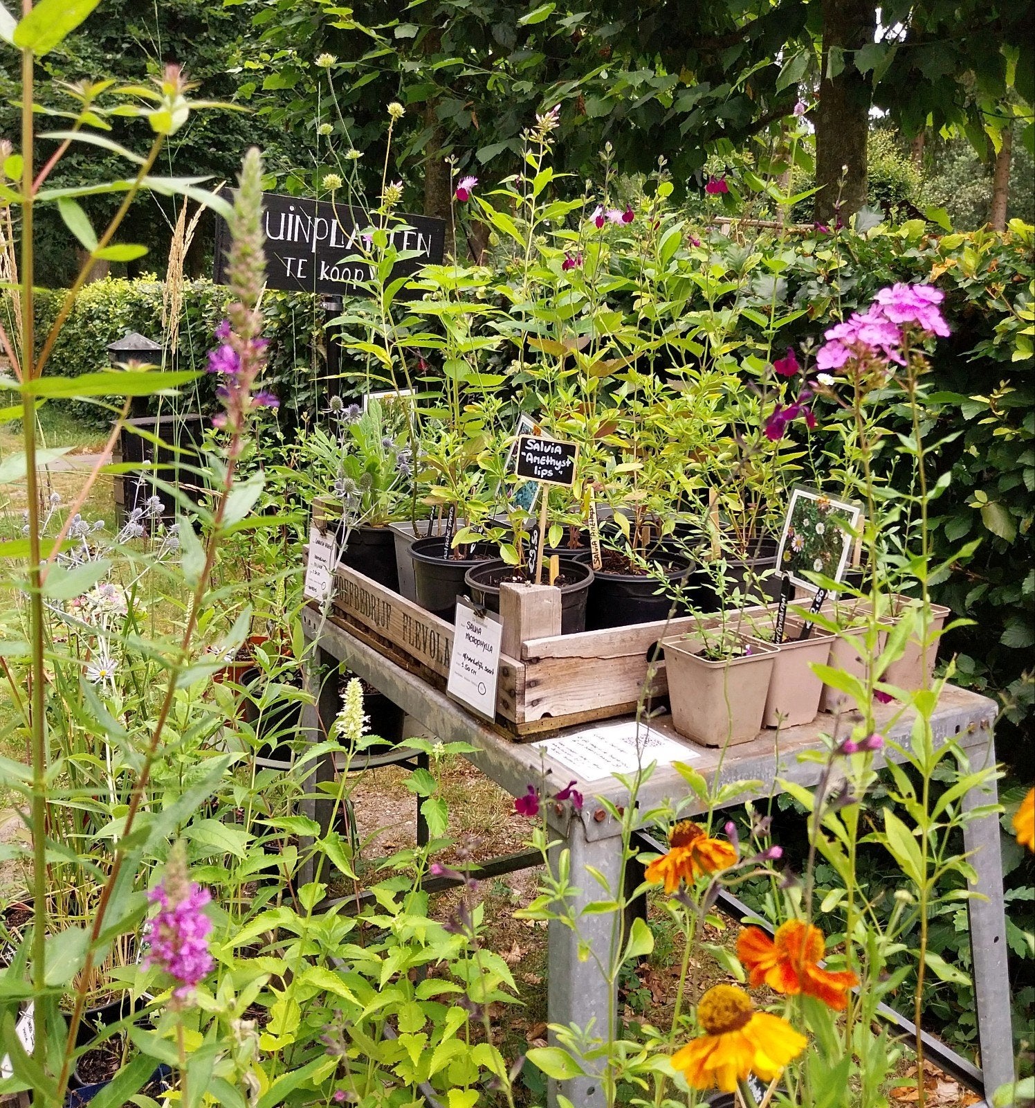 de Zonnehoed • natuurvriendelijk gekweekte tuinplanten, Ophalen, Vaste plant, Overige soorten, Volle zon