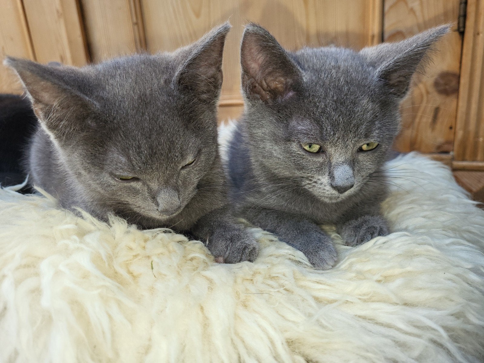 Knuffelige Ragdoll x mix kittens, meer kleuren.. Mogen weg., Meerdere dieren, Kortharig, 0 tot 2 jaar