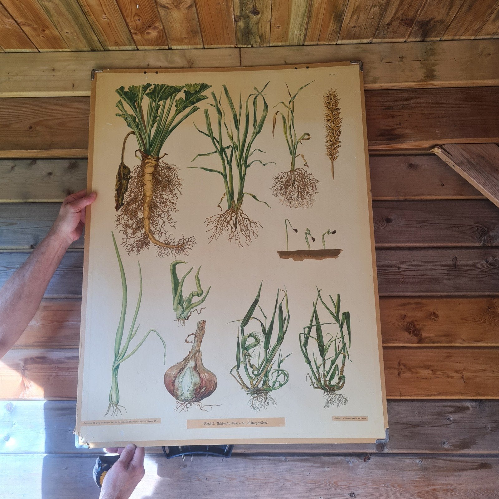 Vintage Botanische Schoolplaat - Planten en Wortelstelsels, Ophalen