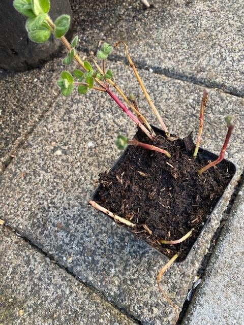 diascia fetcaniences, Ophalen, Vaste plant, Overige soorten, Volle zon