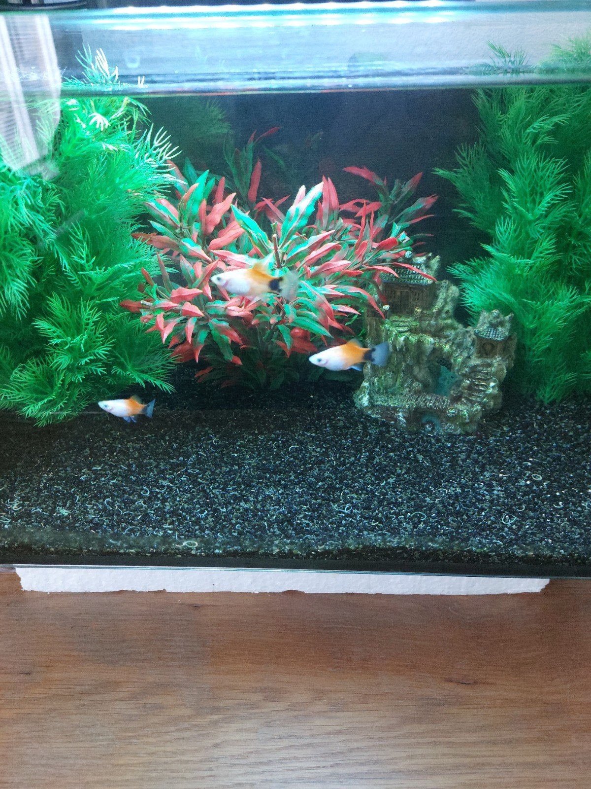 te koop zeer compleet pro 40 superfisch, Ophalen, Inclusief toebehoren, Zo goed als nieuw, Leeg aquarium