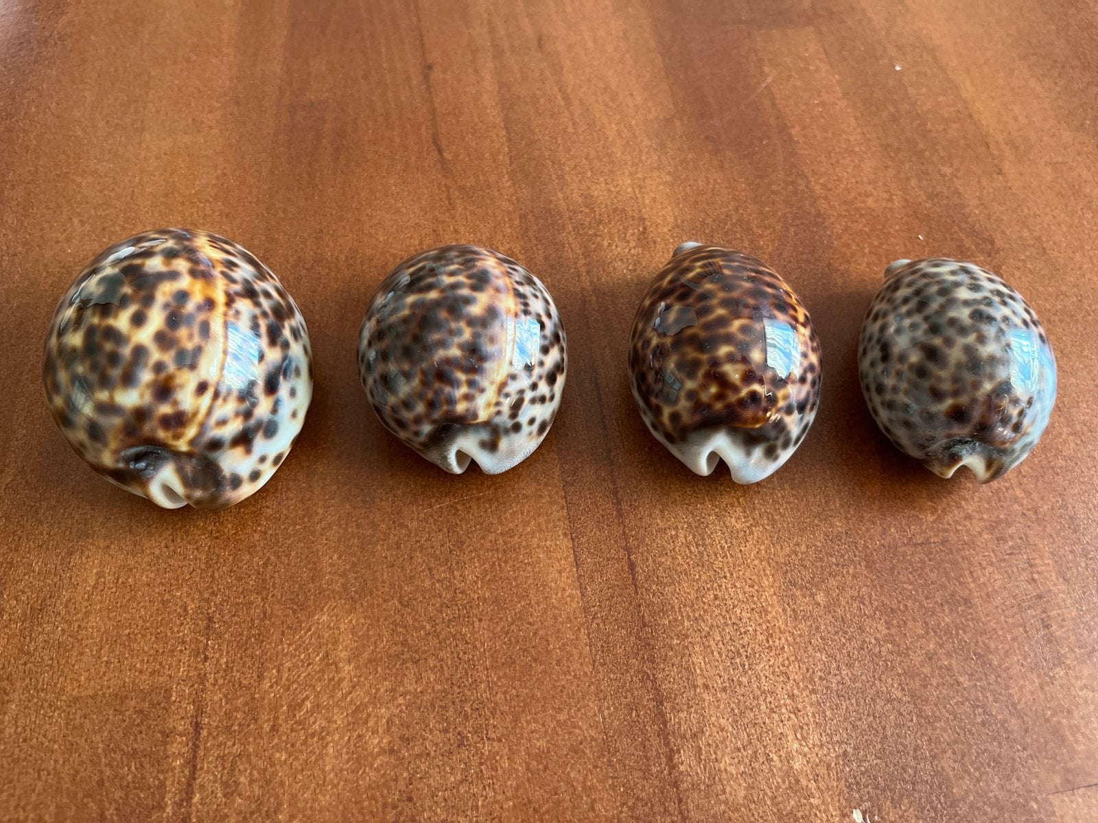 Set van 4 Grote Tijgerkauri Schelpen (Cypraea tigris), Ophalen of Verzenden, Schelp(en)