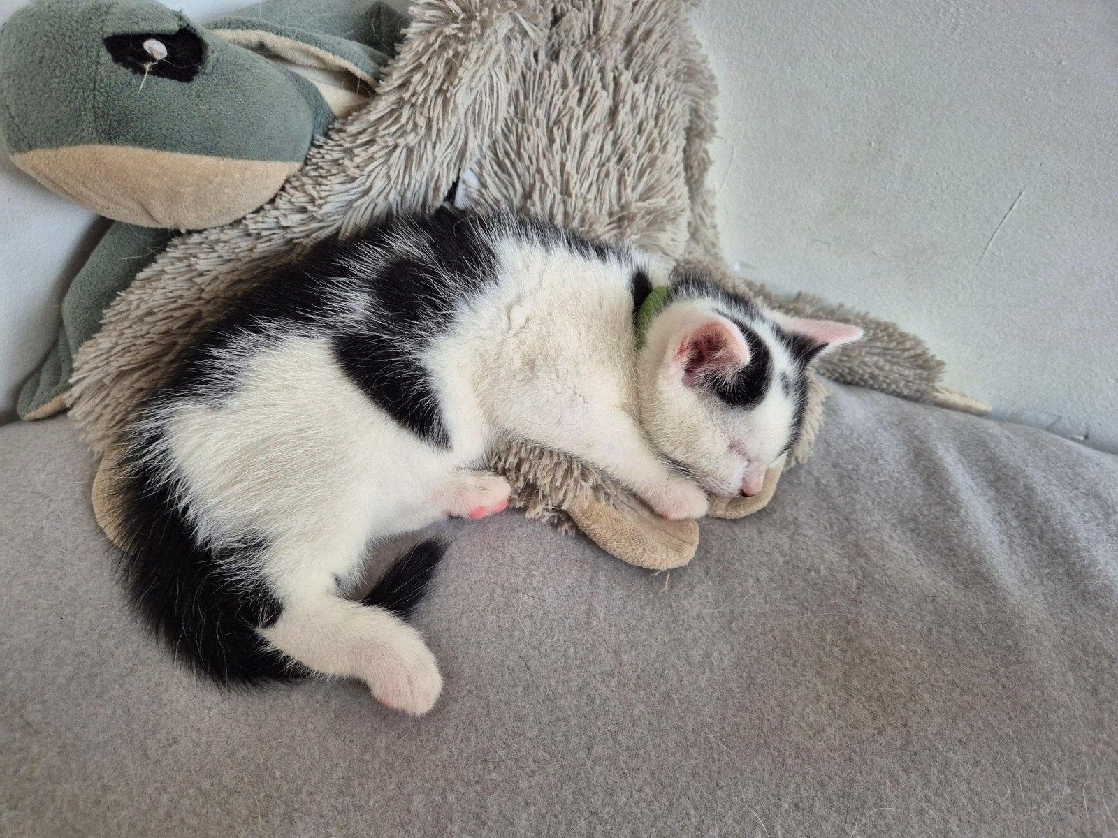 Kitten katertje, Kater, Kortharig