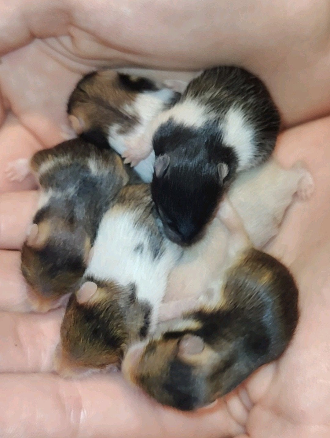 Lieve Syrische baby hamsters, Dieren en Toebehoren, Knaagdieren, Hamster, Juli, Meerdere dieren, Tam
