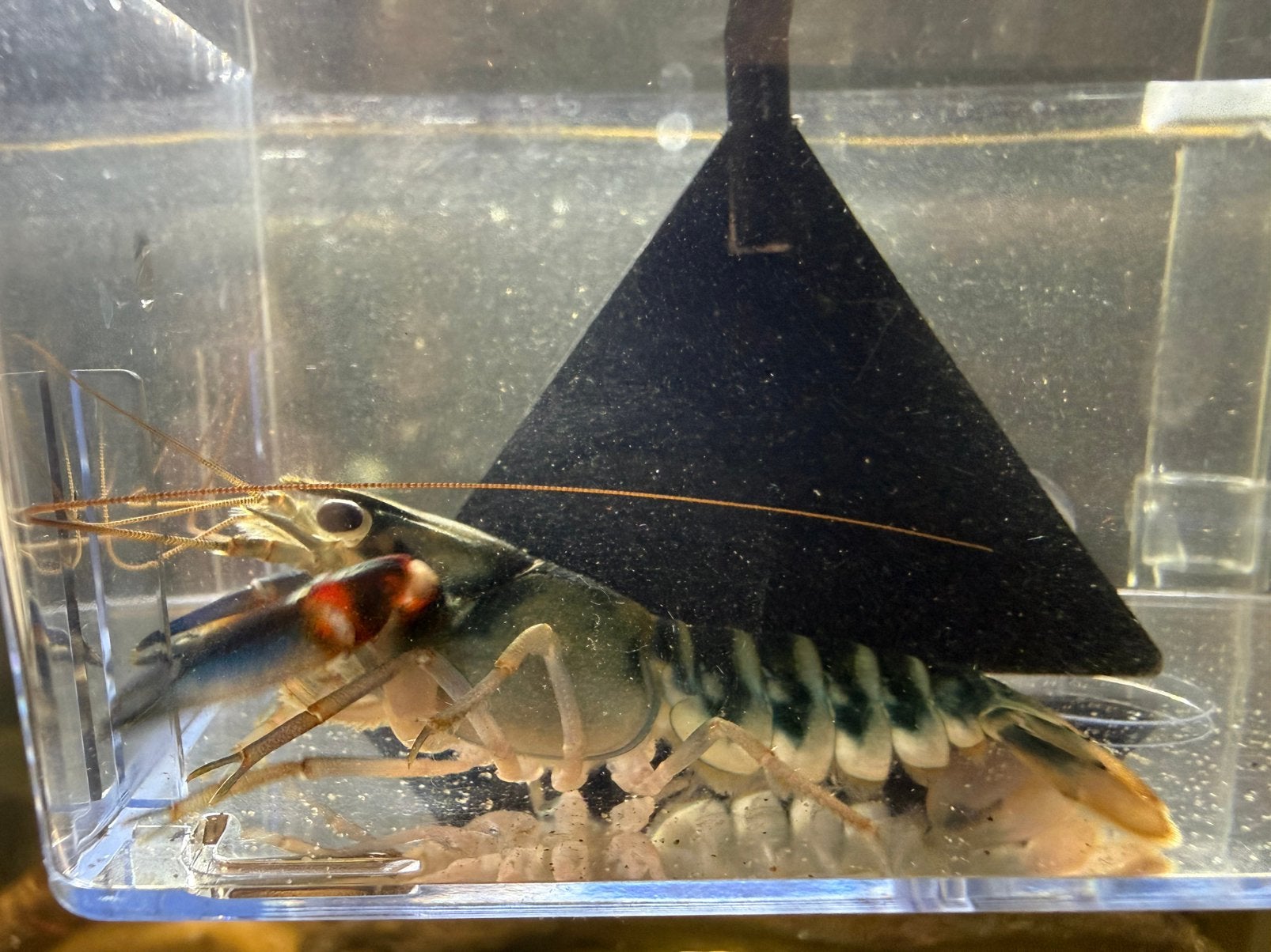 Cherax sp peacock 2 jonge vrouwtjes!!, Kreeft, Krab of Garnaal, Zoetwatervis