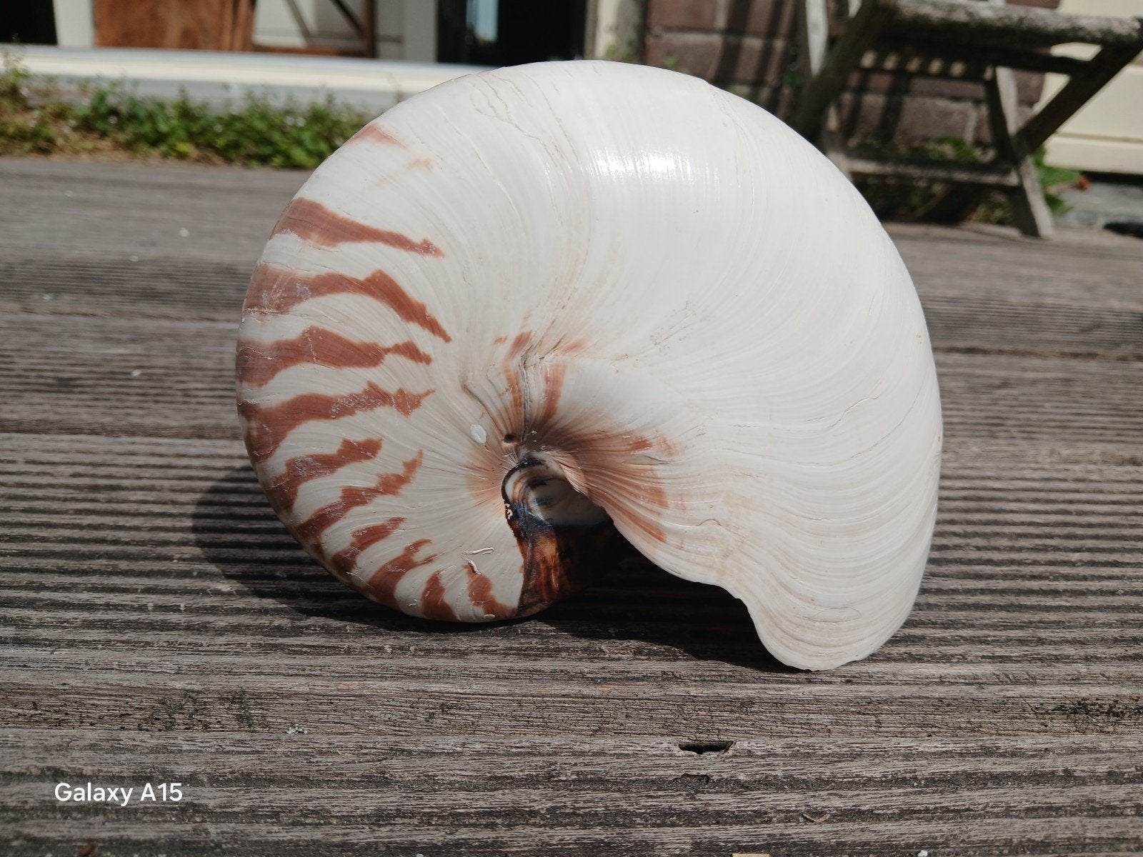 Nautilus pompilius., Verzamelen, Ophalen of Verzenden