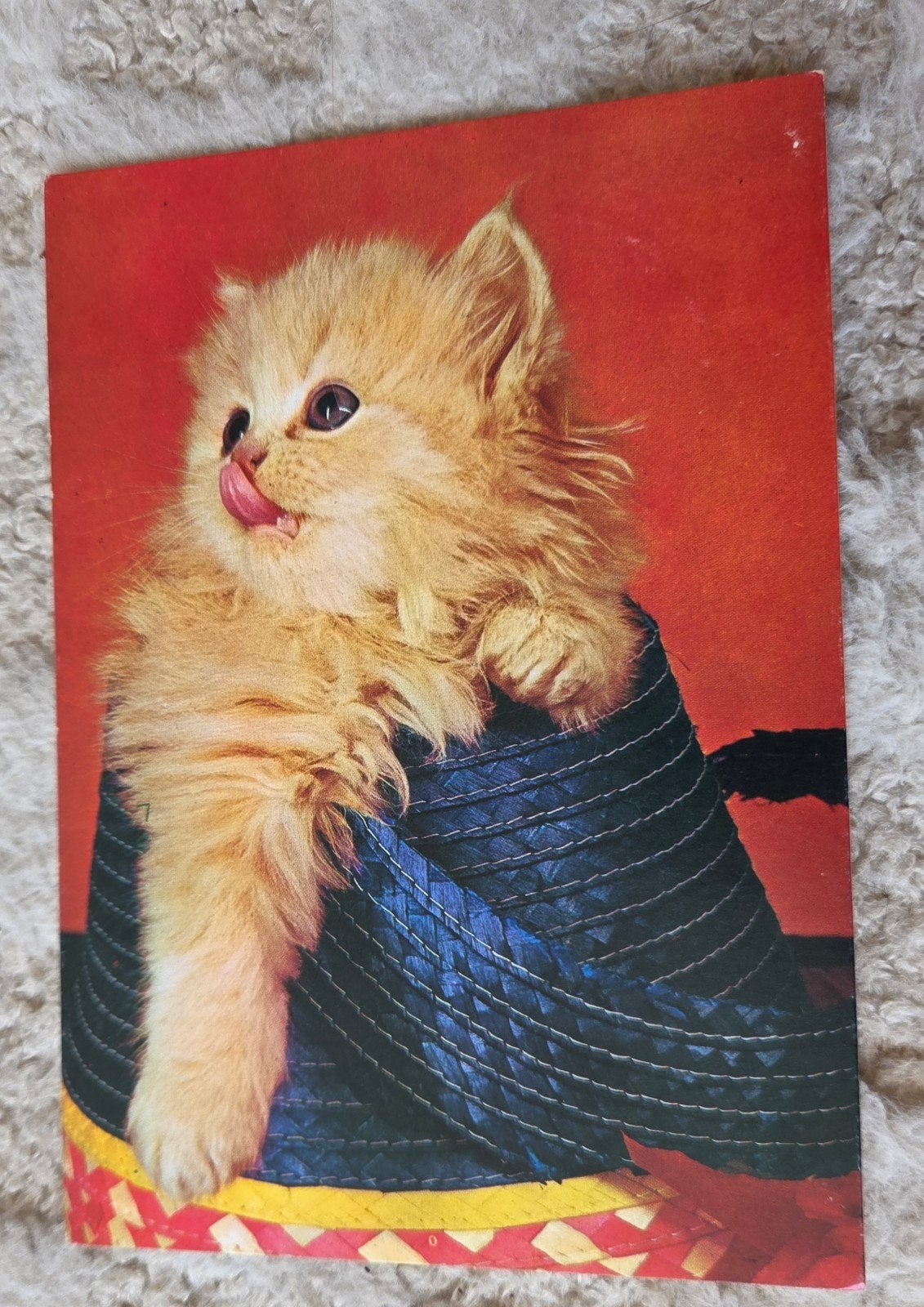 Schattige Kitten in Sombrero, Verzenden, 1980 tot heden, Gelopen, Hond of Kat