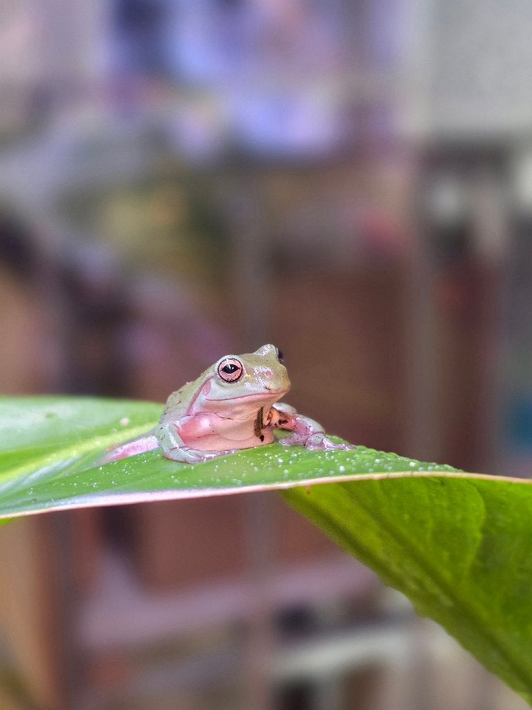 koraalteen boomkikkers (Litoria caerulea) Frog photo 2