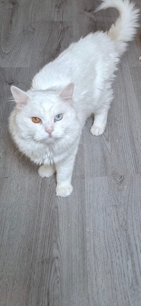 Mooi witte kat