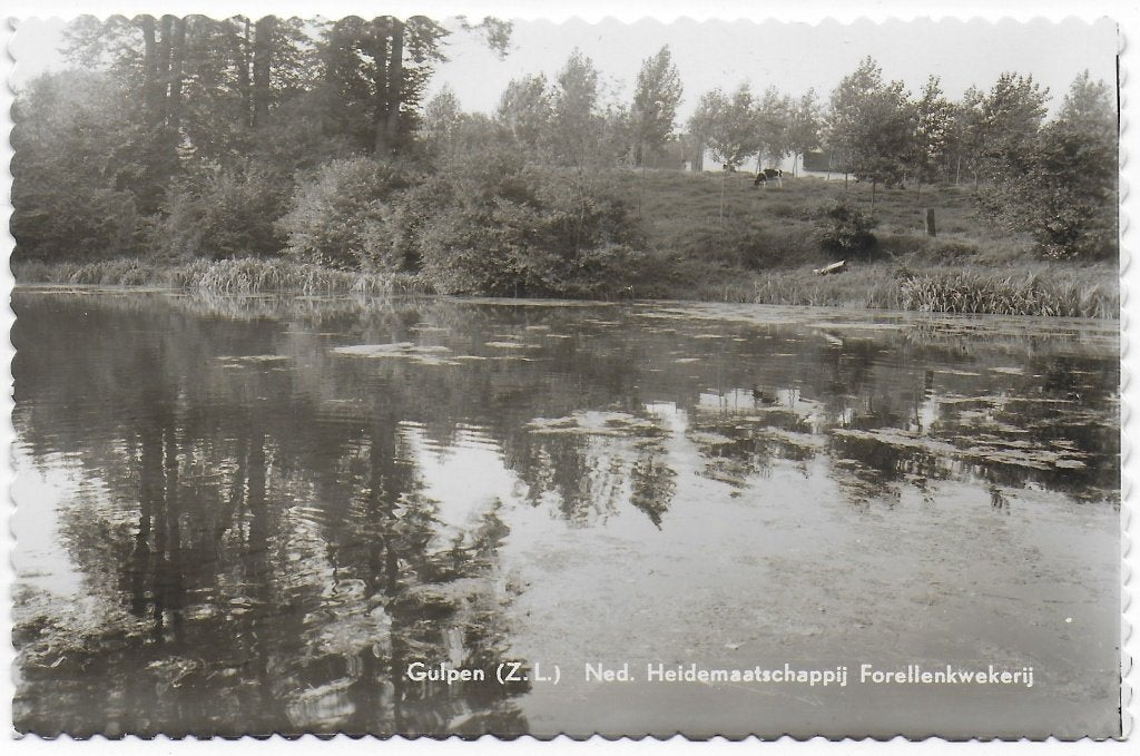 Gulopen Forellenkwekerij   Oude  Ansichtkaart ( B8366), Ophalen of Verzenden, 1960 tot 1980, Noord-Brabant