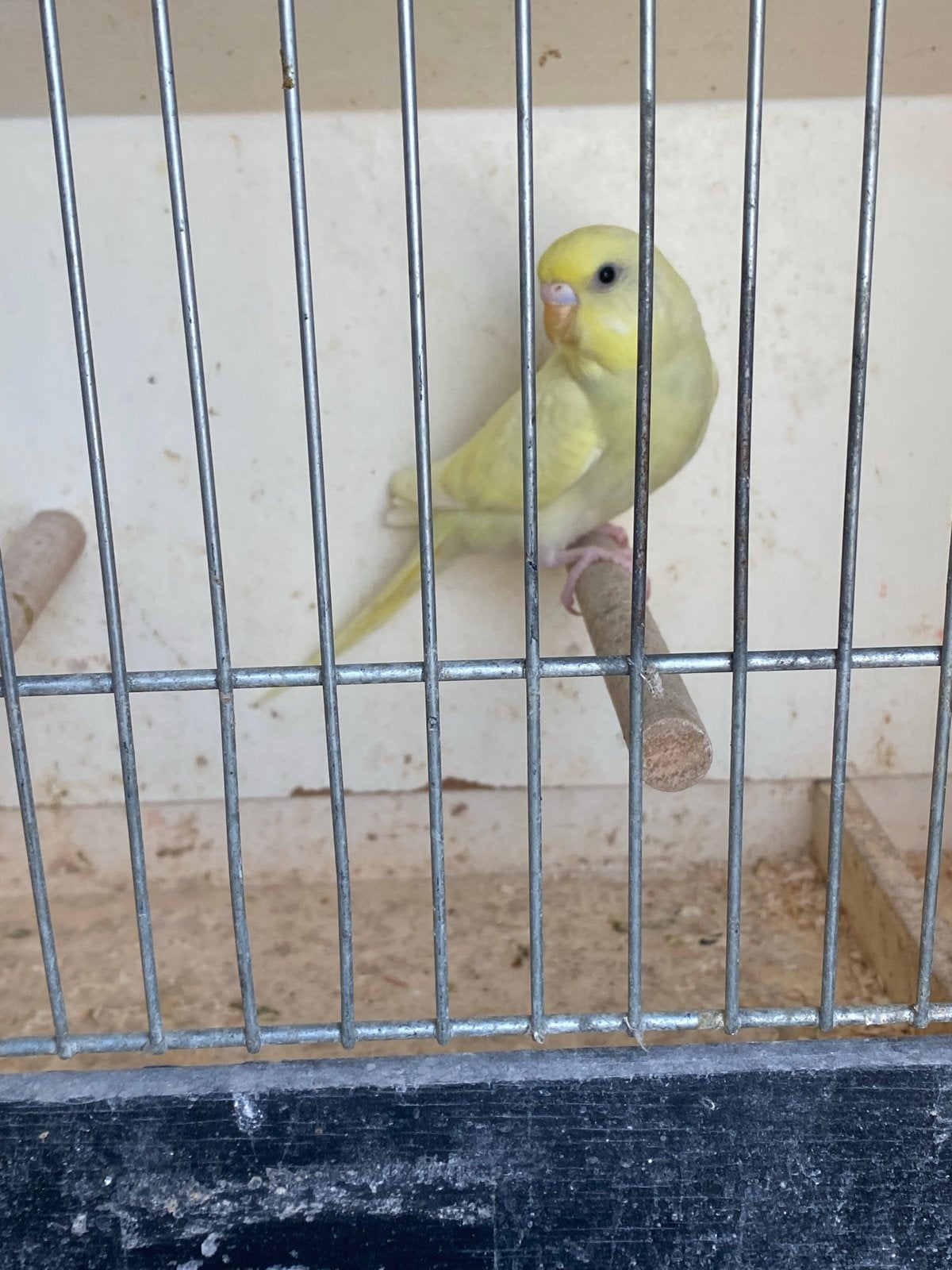 Jongen grasparkiet, Dieren en Toebehoren, Vogels | Parkieten en Papegaaien, Geslacht onbekend, Parkiet
