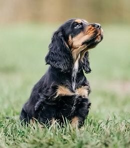 *GEZOCHT* Cocker Spaniel voor ons gezin!, 15 weken tot 1 jaar, Reu, Parvo, Eén hond