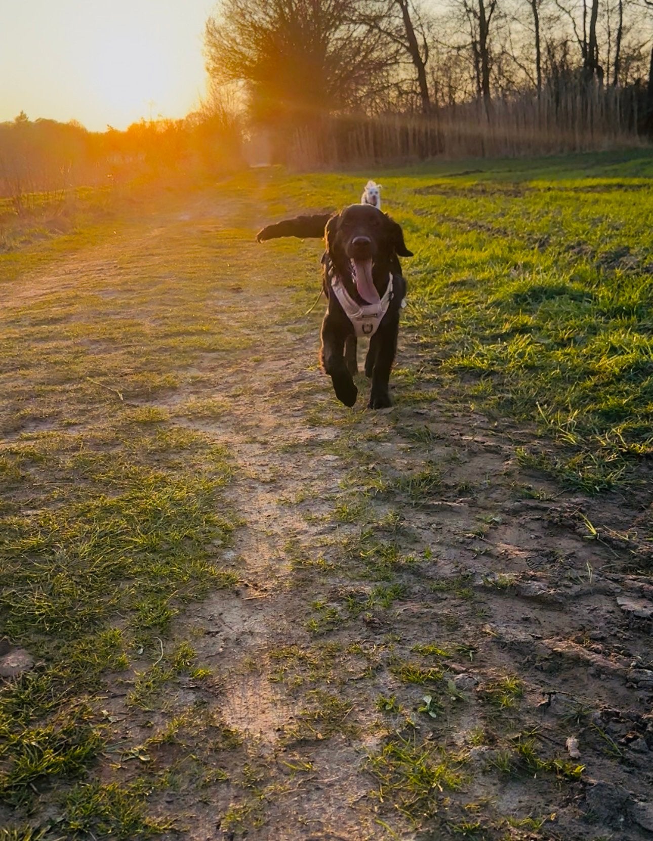 Golden retriever x friese stabij 8 maand oud, 15 weken tot 1 jaar, Reu, Eén hond, Parvo