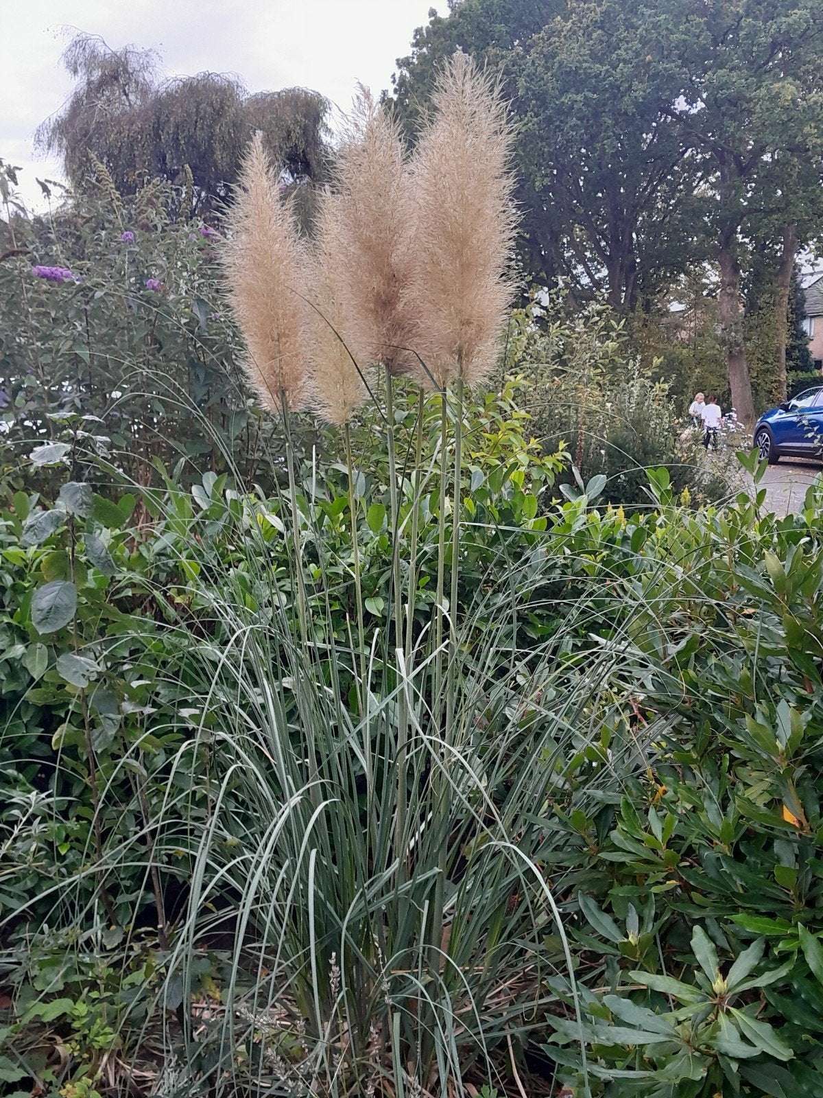 Pampasgras (Cortaderia selloana) - Grote pluimen, Ophalen, Vaste plant