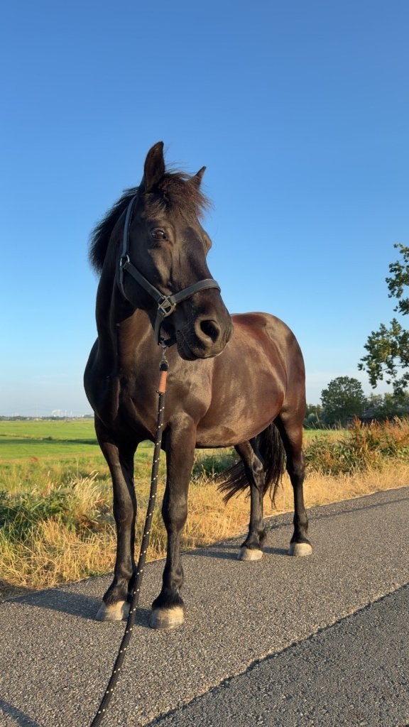 Verzorg pony, Ophalen of Verzenden, Nieuw