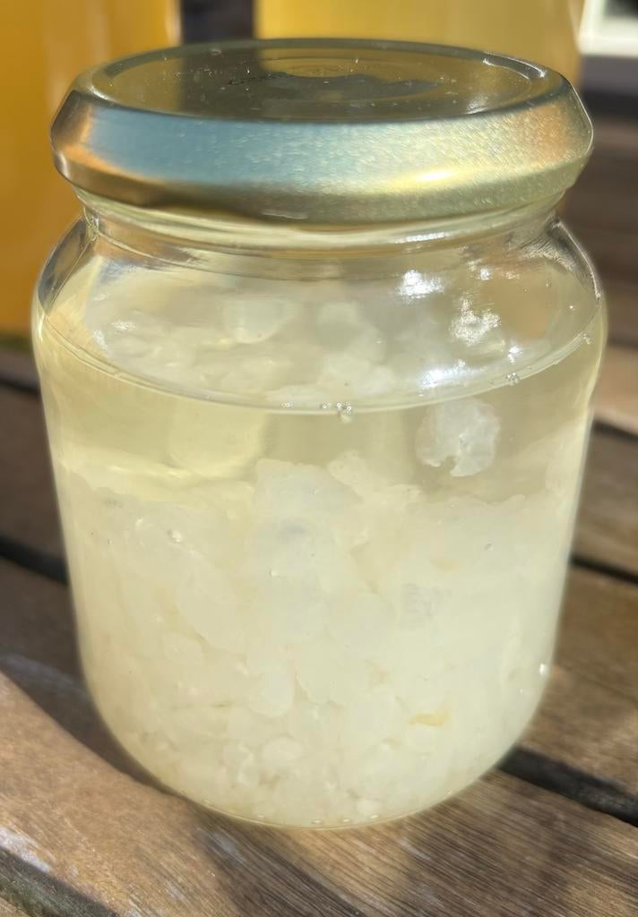 Waterkefir korrels (100gr), Diversen, Levensmiddelen, Ophalen