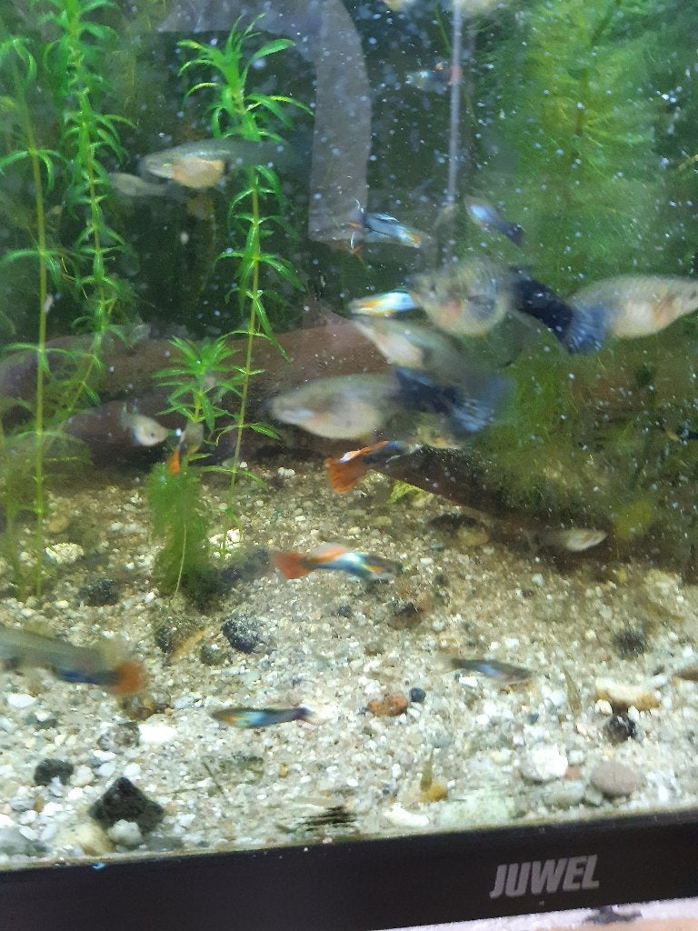 guppen, Dieren en Toebehoren, Vis, Zoetwatervis, Schoolvis