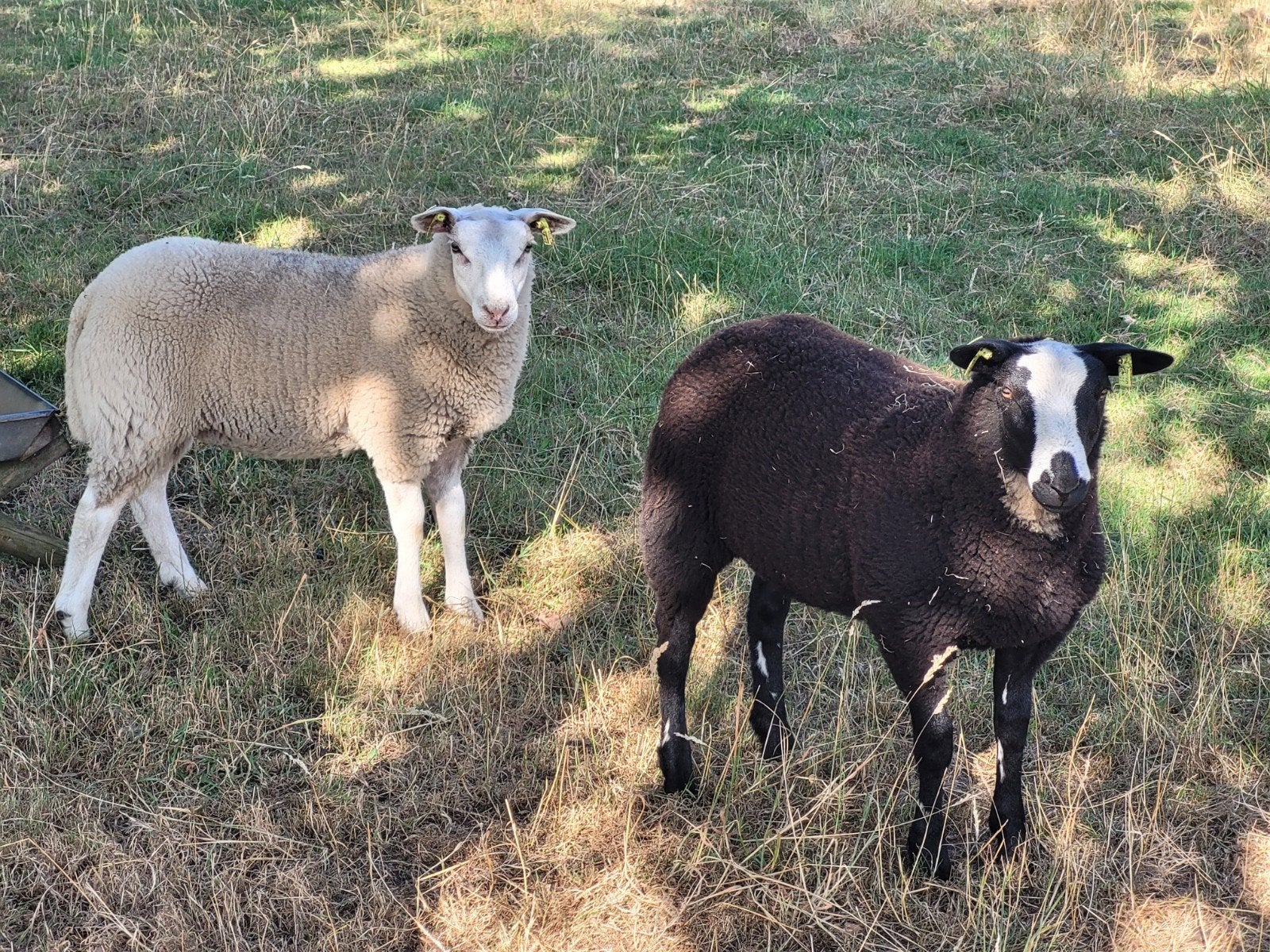 3 prachtige ooilammeren te koop, Dieren en Toebehoren, Vrouwelijk, Schaap, 0 tot 2 jaar