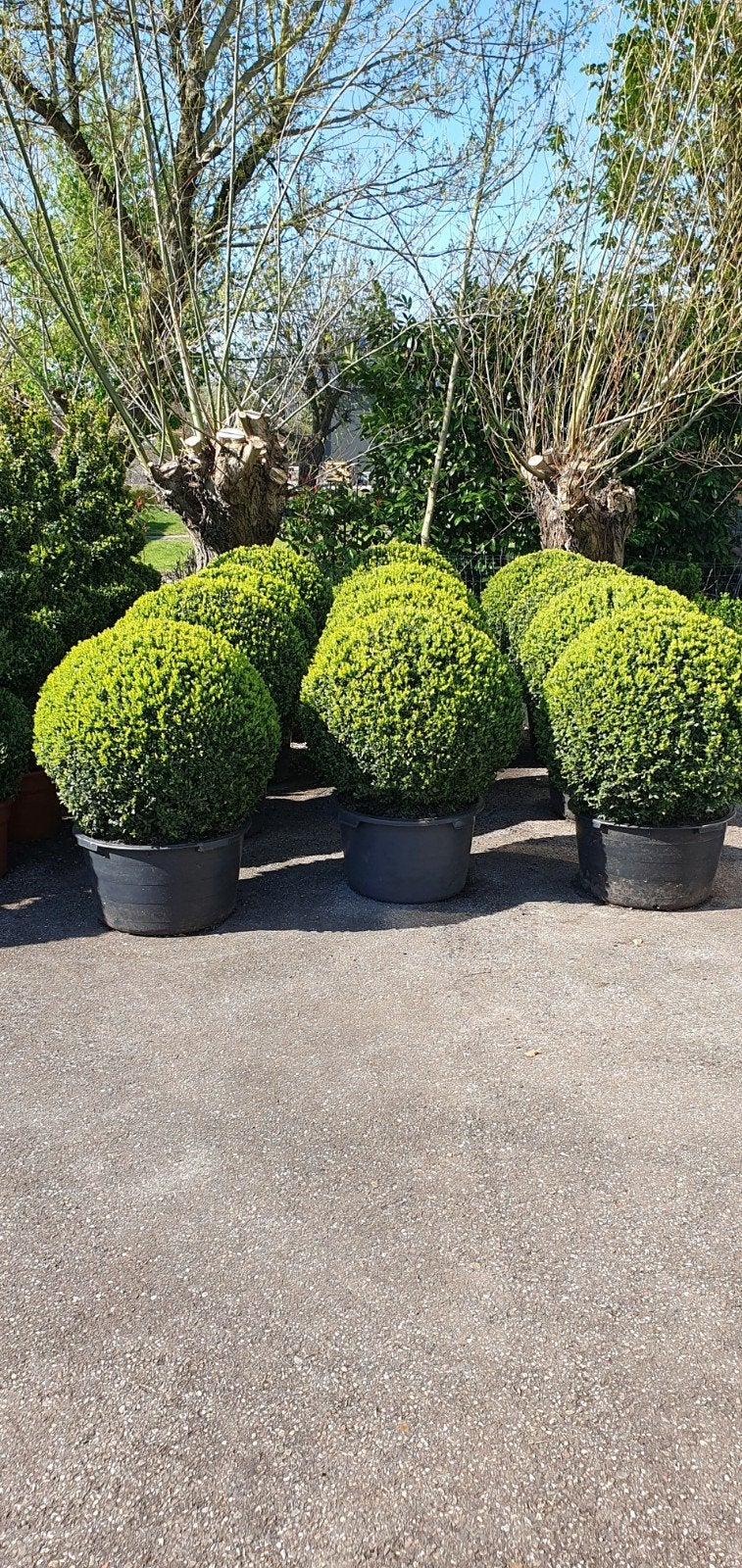 buxus bollen, Ophalen, Overige soorten, Volle zon