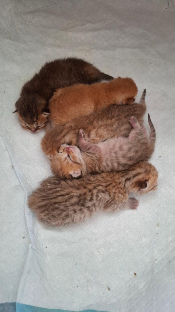 Reserveren, Brits korthaar kittens, Geslacht onbekend, Ontwormd, 0 tot 2 jaar