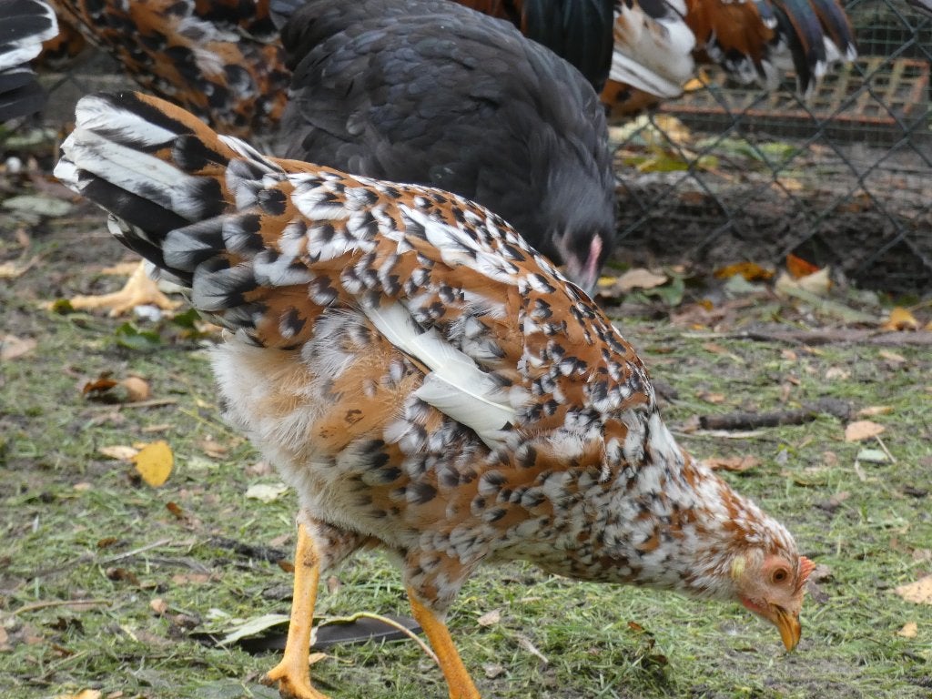 jonge legkippen leghorns en andalusiers, Dieren en Toebehoren, Meerdere dieren, Kip
